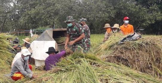  Panen Raya Padi, Satgas TMMD Bojonegoro Lakukan Pendampingan Petani Jatimulyo